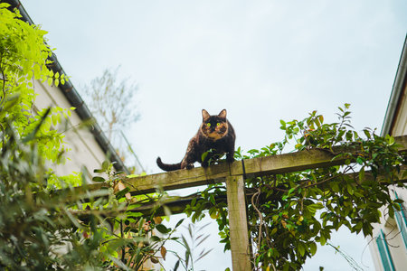 Curious Cat Ready to Jump Observes the Garden Jungle Interested from the Top