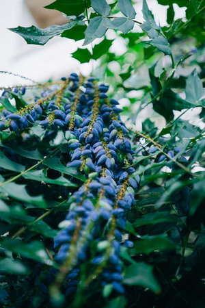 Shrub with Blue Berries Hanging on Branches with Green Leaves in a Gardenの写真素材