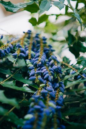 A Shrub of Blue Berries Growing and Hanging Down a Branch with Green Leaves in Natureの写真素材