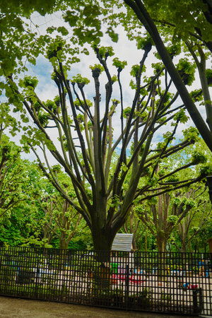 Green Tree with Many Branches Growing Wild into the Air from a Playground