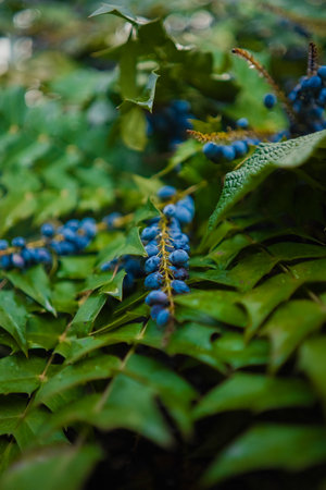 Blue Berries Lying on Green Branches with Leaves Isolatedの写真素材