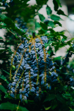 Branches Filled with Blue Berries Hanging Down a Shrub in a Gardenの写真素材