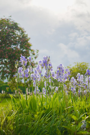 Purple Iris Pallida Flowers growing in the Sun in a Park Outside on a Sunny Summer Day