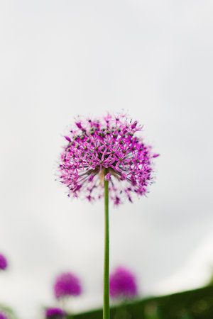 Purple Flower Ball Growing into the Sky with a Straight Strawの写真素材