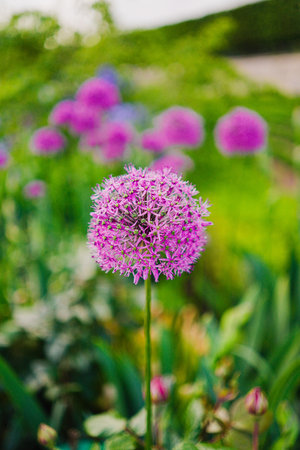 Purple Germinate Garden Flower Growing Isolated in a Garden Outside in the Sunの写真素材