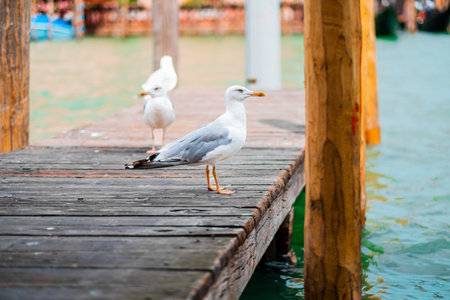 Seagulls rest on a rustic wooden dock, set against the tranquil backdrop of blue waters in Venice. The serene setting captures the essence of calm and coastal beauty.の写真素材