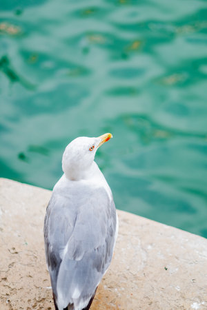 A serene seagull gazes across the turquoise waters of Venice, enjoying a peaceful moment on a stone ledge. Ideal for themes of tranquility and nature.の写真素材