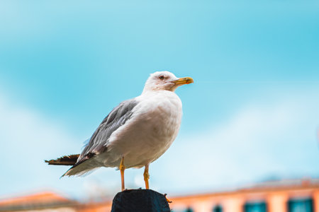 A majestic seagull stands proudly on a perch against a vibrant blue sky, capturing the essence of a serene day. The bird's elegant posture is captivating.の写真素材