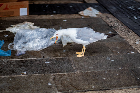 Seagull actively foraging through trash on a paved urban street. The scene illustrates environmental pollution and challenges in Venice, emphasizing the impact of tourism.の写真素材