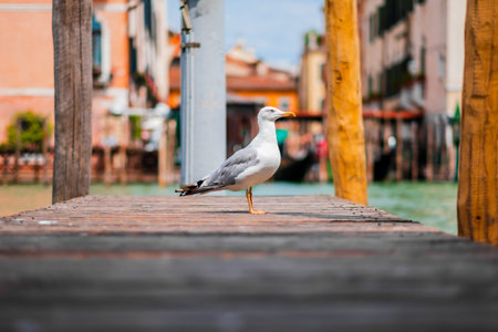 A single seagull stands calmly on a wooden pier overlooking the scenic waterways and historic architecture of Venice on a sunny day, evoking a sense of tranquility and travel.の写真素材