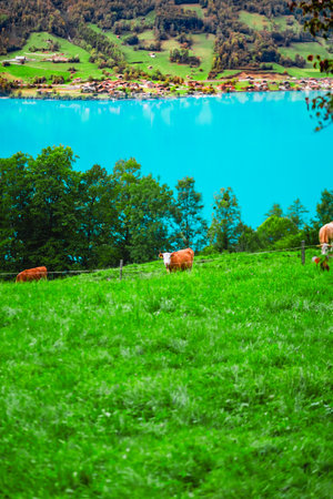 Idyllic scene of cows grazing on a green hillside by a striking blue lake, with a backdrop of forest and scattered village houses.の写真素材