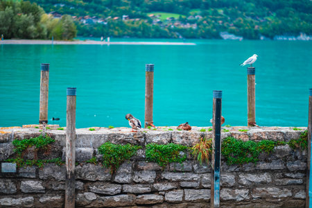A serene lakeside scene features birds perched on a stone pier amidst tranquil blue water and lush greenery, creating a peaceful and natural setting.の写真素材