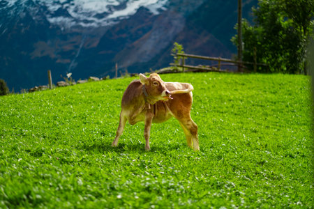 A young brown calf stands in a vibrant green pasture, set against the stunning backdrop of snow-capped mountains. The calf's playful pose adds a touch of charm to the idyllic rural scene.の写真素材