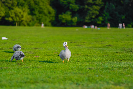 A peaceful scene features a group of bar-headed geeze grazing on a vibrant green field in a tranquil park, conveying a sense of serenity and natural beauty.の写真素材