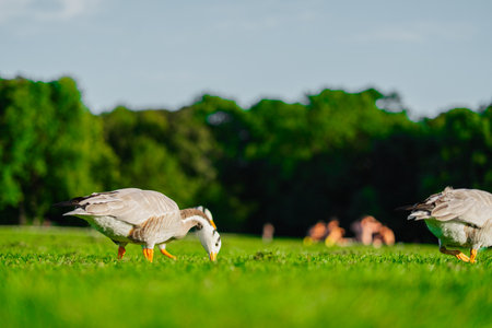 Two geese peacefully graze on vibrant green grass in a sunny park setting, surrounded by lush trees under a clear blue sky.の写真素材