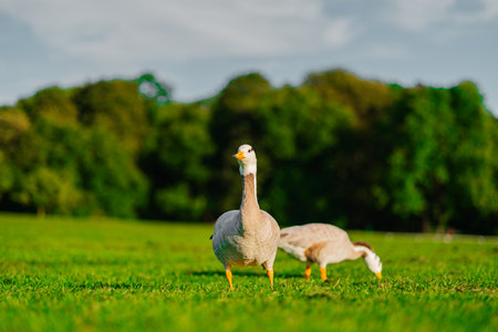 Two Bar-Headed geese enjoy a peaceful day in a vibrant green field, surrounded by lush trees under a clear sky, capturing nature's tranquility and elegance.の写真素材
