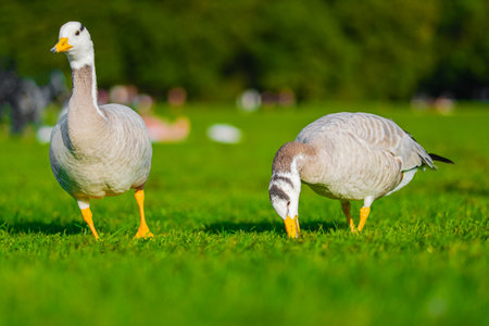 Two bar-headed geese grazing peacefully on vibrant green grass in a lush park setting, under the warm sunlight. The birds exhibit natural beauty and harmony in their serene outdoor environment.の写真素材