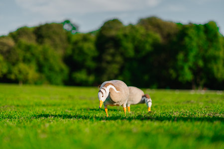 A picturesque scene of Bar-Headed geese peacefully grazing on vibrant green grass with a backdrop of lush trees, creating a serene and natural atmosphere.の写真素材