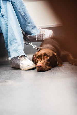 A peaceful chocolate Labrador dog sits next to its owner in jeans and sneakers during a train journey. The scene highlights companionship and tranquility in a casual setting.の写真素材
