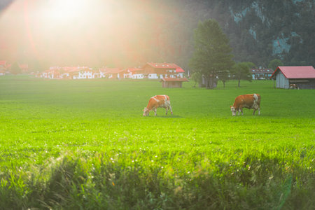Serene Alpine village scene with cows grazing on lush green pasture, bathed in warm sunlight. Red-roofed houses and trees complete the tranquil rural setting.の写真素材