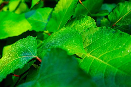A detailed image showing vibrant green leaves covered in shimmering morning dew, illuminated by soft natural sunlight. Capturing the essence of freshness and tranquility in a natural setting.の写真素材