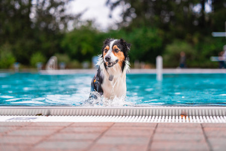 Joyful Border Collie splashes water playfully by getting out of a swimming pool, capturing the essence of a warm, sunny day and the excitement of outdoor fun. Perfect concept of happiness and playの写真素材