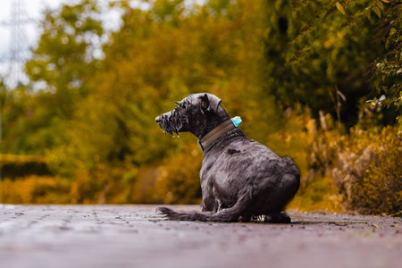 A large gray dog with wet fur sits peacefully on a path in a scenic autumn park, surrounded by vibrant foliage. The dog's calmness contrasts with the colorful nature backdrop.の写真素材