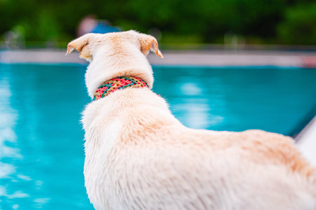 A dog with a colorful collar sits by the poolside, enjoying the peaceful outdoor atmosphere on a...