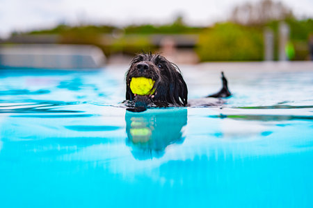 A lively black dog enjoys playing in a swimming pool, holding a yellow tennis ball in its mouth. The vibrant and cheerful scene showcases the joy of summer and canine excitement.の写真素材