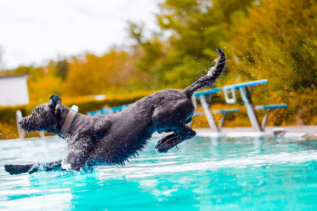 Lively black dog leaps into a sparkling blue pool, creating a joyful splash when entering the water. A background filled with vibrant autumn colors, evoking a sense of playful freedom and happinessの写真素材