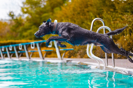A lively black dog joyfully leaps into a bright blue swimming pool. The scene captures excitement and happiness on a warm, sunny day outdoors, showcasing the dog's playful spirit and energy.の写真素材