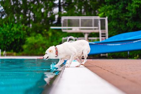 A curious white dog splashes at the edge of an outdoor swimming pool, testing the water, creating...