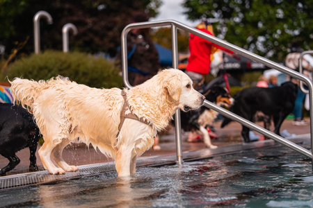 A golden retriever joins other dogs for a fun swim at the pool, capturing the essence of joy and...