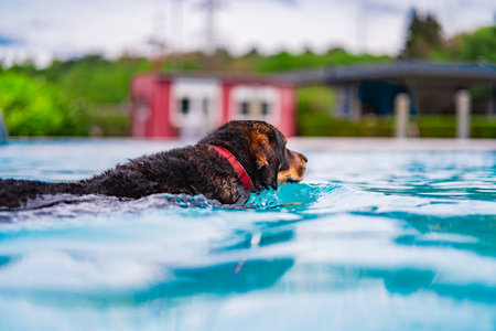 A dog joyfully swims in a clear blue pool on surface level, wearing a red collar, amidst a vibrant outdoor background, showing playfulness and summer fun.の写真素材