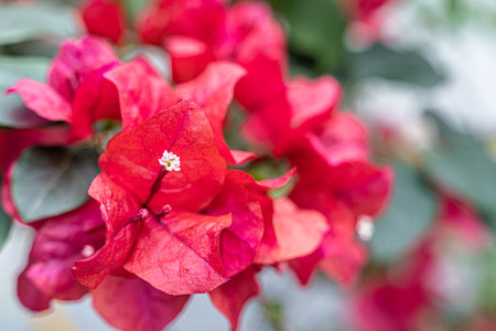 blooming bougainvilleaの写真素材