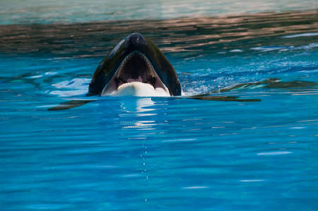 Showing blue whalesの写真素材