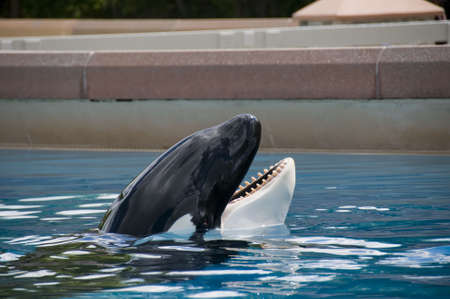 Showing blue whales in the Oceanarium in Canadaの写真素材