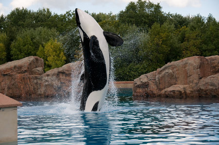 Showing blue whales in the Oceanarium in Canada