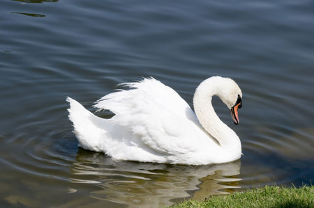 A white swan floats on the lakeの写真素材