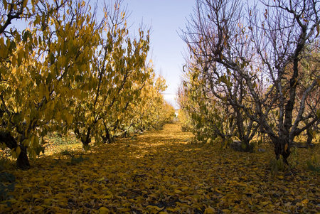 The leaves are falling in the apple orchard a beautiful rugの写真素材