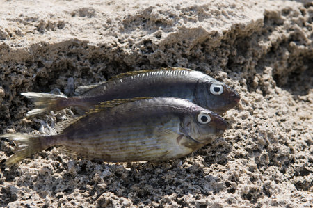 Two fish dried in the sun and the ant