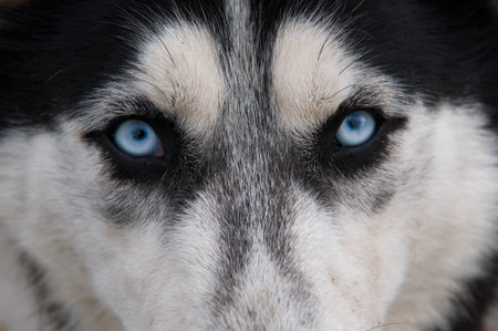 Acute  wolfish glance blue-eyed dog Husky