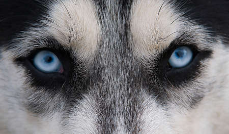 Acute  wolfish glance blue-eyed dog Huskyの写真素材