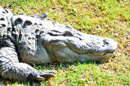 Large alligator resting after feeding on the grass beside the swimming poolの写真素材