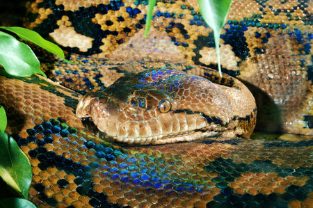 Most anaconda with a beautiful coat color resting in Serpentariumの写真素材
