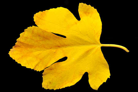 
Yellow autumn fig leaf on a black background の写真素材
