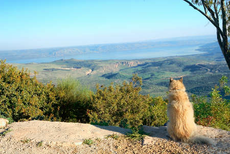 Dog photographed on a rock near the cliff, on the background of mountain scenery with the lake in the distance 
の写真素材