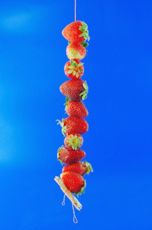 Strawberry collected from field strung on a on a string hangs against the blue backgroundの写真素材