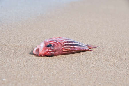 Dead fish in red out of water, lying on the sandの写真素材