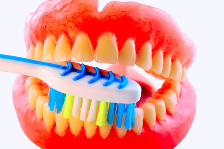 Artificial teeth and a toothbrush showing how to brush their teeth
